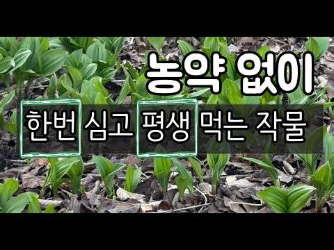 A crop that can be eaten for a lifetime once planted without pesticides