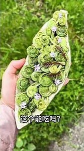 科普分享22种常见的植物，看看都认识几种 科普分享22种常见的植物，看看都认识几种#科普 #万物皆可种草 #植物