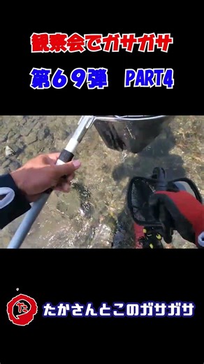 第69弾紹介用④です♪観察会でワイワイガサガサ♬ #ガサガサ #たかガサ