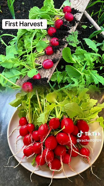Any good Radish recipes please? 😂 Probably another 100 left to pick. #allotment #growyourownfood #nodig #familytime #radish