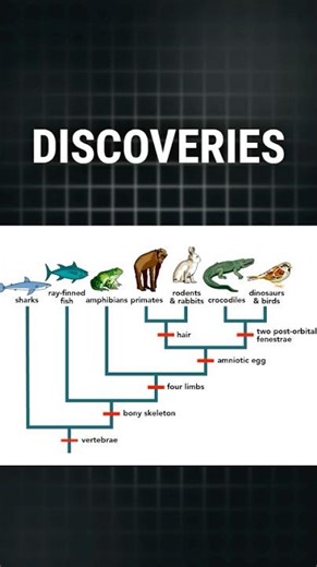 Why Evolution Is “Too Hard to Believe”… But God Isn’t? 🤔