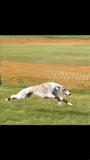 Greyhound Circle Track Race 🔥