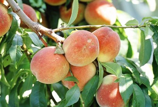 How to Prune Peach Trees for Bigger Harvests