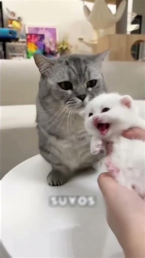 “The Sad Grey Cat and His Owners’ Secret #shorts