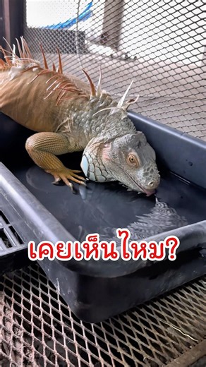 พฤติกรรมอีกัวน่า101 | #อีกัวน่า #คุณเขียวหวาน #Exoticpet #BalconZoo #สัตว์เลี้ยง