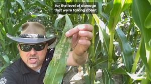 2.2K views · 11 reactions |  ⁉️ Did you know that red-headed flea beetles feed on root material? Learn more about this pest and find out if it impacts yield. Watch the full video by clicking the link! https://www.youtube.com/watch?v=BnUMt17HhrY | Pioneer Seeds | Facebook