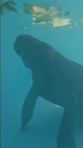 Welcome, Andme and Tugboat the manatees!