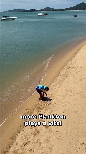 Plankton: The Secret Heroes of Our Oceans