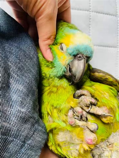 Post by こまつな🌱 on X: 至福の時間🦜