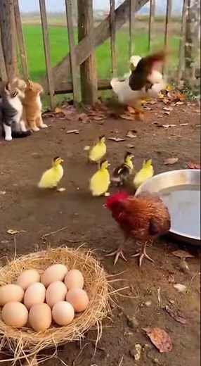 A Mother's Love Knows No Species 🦆❤️🐔 | Pure Heartwarming Moments