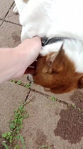 2.4K views · 230 reactions | "CINDY"- AVAILABLE FOR ADOPTION Rehoming...