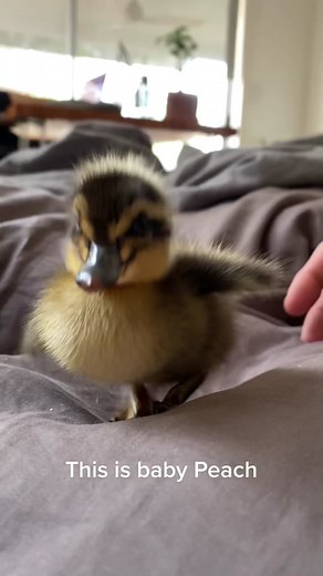 Duckling Imprinting: A Heartwarming Story of Attachment