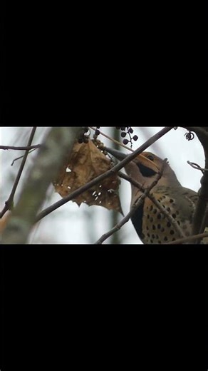 Northern Flicker Male Woodpecker #birdwatching