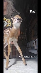 Kay was one of our May rescued fawns. She was orphaned as a newborn twin. The mother doe took the healthy twin and left Kay behind and never returned. She was very weak and could not walk, that is probably why she was left. Even though she was very emaciated she thrived here at Magnolia Fawn Rescue and was released in the fall with other fawns her age. If you would like to help us prepare for this year's fawn season, please check out the link below for was you can help. www.magnoliafawnrescue.co