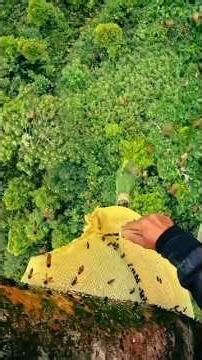 What Bees Are Really Doing Will Surprise You 🐝 #honeybee #shorts