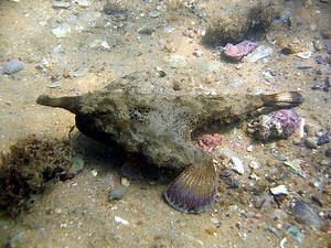 Brazilian batfish - Alchetron, The Free Social Encyclopedia