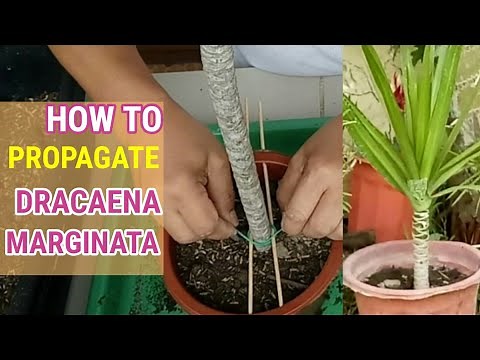 How To Propagate Dracaena Marginata