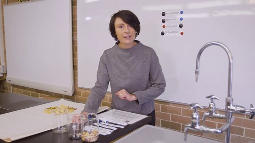 Science Years 7–8 with Diana: Classification and constructing dichotomous keys - ABC Education