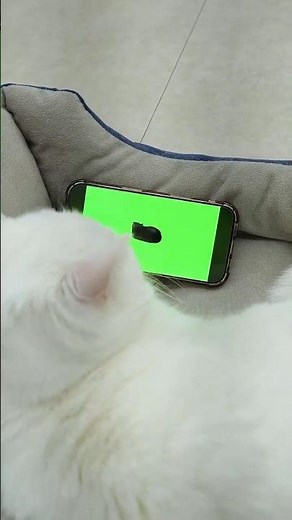 오이이아이 oiiaoiia