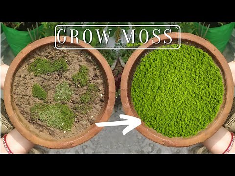 How to Propagate Your Own Moss In Containers | Plantivore.