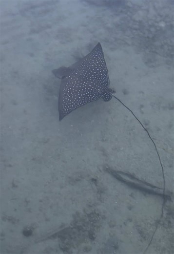 Encountering Cute Manta Rays in Hawaii