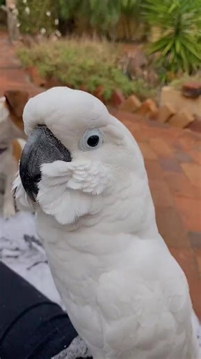 The Flocksters (@the_flocksters)’s videos with original sound - The Flocksters