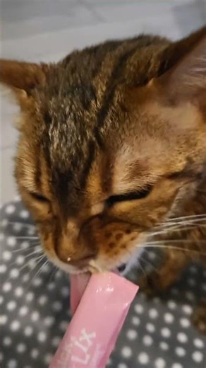 Cat Shower time. She's happy #DesiPets#IndianPets#BengaliCat#DesiVibes#CatLoversIndia