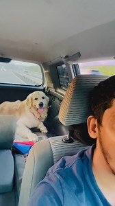 257K views · 9.3K reactions | Amego boy just checked-in  #pawtopiadoghotel #negombo #fyp #dogdaycare #dogboarding | Pawtopia Dog Hotel And Day Care Center | Facebook