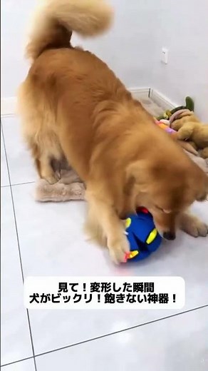 犬が一人で退屈してる？アメリカ発明のマジカル変形ボール、一日中遊べる！ #犬のおもちゃ #留守番 #犬のいる生活 #アメリカングッズ #変形ボール
