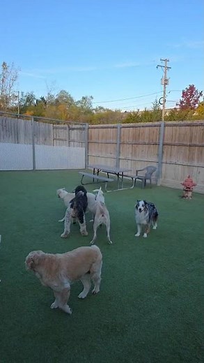 Standard Poodle for Adoption