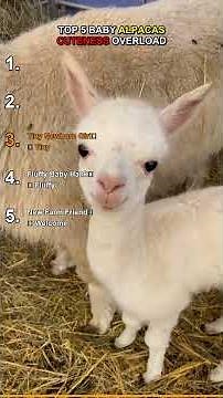 Top 5 Cutest Baby Alpaca Moments That Will Melt Your Heart! 🦙💖