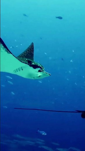 Top 10 Amazing Facts About Manta Rays for Kids! Educational Video #mantarays #seacreatures