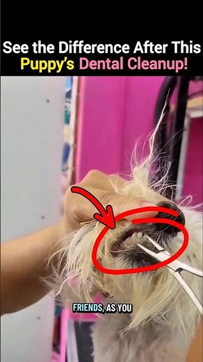 See the Difference After This Puppy Dental Cleanup#PuppyTeethCleaning #DogDentalCare #PetDentalCare