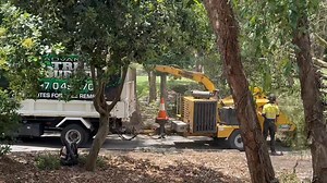 26K views · 123 reactions | Advanced Tree Surgery - Sunshine Coast on Reels | Facebook