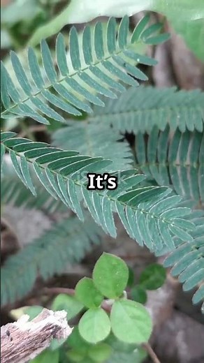 The Shy Plant Nature's Hidden Wonder! The Makahiya!⏳🌱