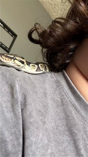 This is sunny she’s a normal ball python and she very curious and sweet!❤️❤️❤️😂🐍
