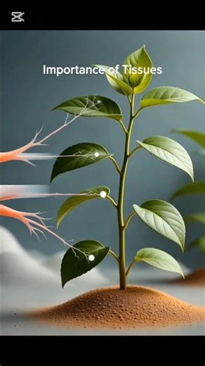 Tissues in Biology | Definition, Types & Importance Explained