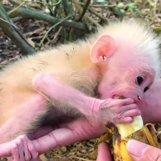 Baby monkey cute 🥰🥰🥰#animals #monkey #cutemonkey #pet #babymonkey #thucung #monkeysoftiktok #baby