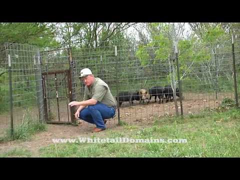 Home-Made Hog Trap and Pen