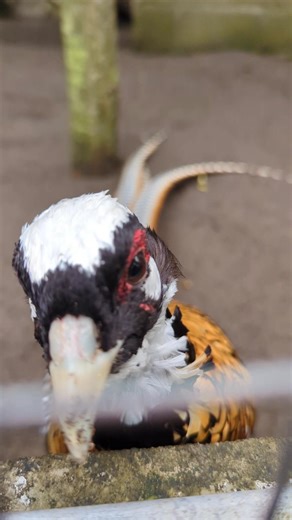 Reeves pheasant male #fblifestyle #reels #pheasant | Ari Nugroho