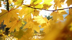 Bright Maple Leaves On Autumn Tree 库存影片视频（100% 免版税）1013492747 | Shutterstock