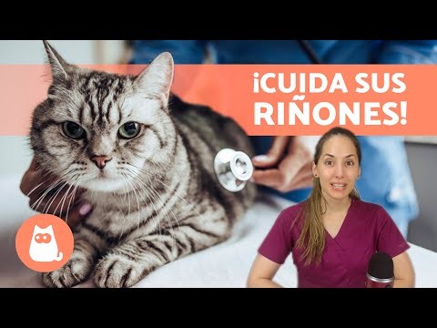 TIPS for CARING for your CAT'S KIDNEYS 🐱 | How to prevent kidney problems in cats ✅