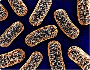 Mitochondria Overview