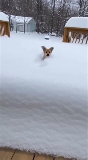 Puppy vs. Deep Snow (Wait for it!) #shorts