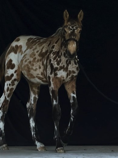 In 2025, we learned Jumanjiro can go viral without trying. Owned by @Big Vine Ranch. By Pax Asgard af Pegasus #mostbeautifulhorse #fantasyhorse #foalsoftiktok #leopardspottedhorse #knabstrupper 📸 @FastHorsePhotography