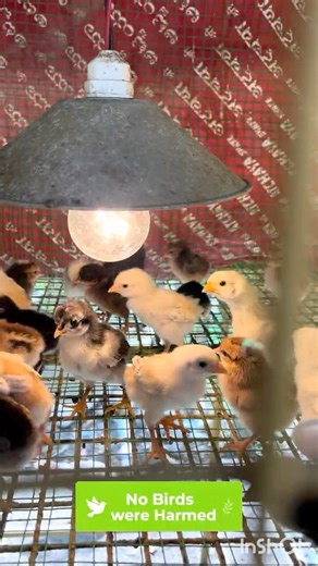 90%+ Hatch Success 🐣 | Second Batch Chicks Joined in Brooding Setup | Country Chicken Farm