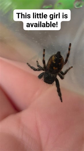 #jumpingspiderbreeder #adopt #cute #silly | Webcats