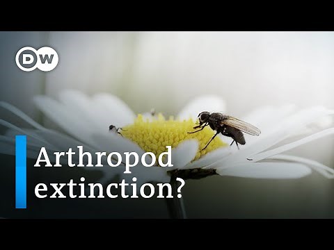 The great death of insects | DW Documentary
