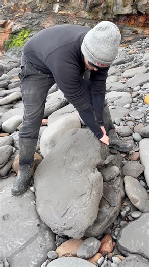 722K views · 10K reactions | We found a Jurassic Age limestone rock and opened it, in the search for more fossils! 勞 Take a look and see if anything was inside! ️ You win some, you lose some! 秊 Thanks for supporting our page!  #natural #nature #fossil #fossils #ancient #animals #art #ammonite #ammonites #dinosaur #scientist #minerals #paleontology #whitby #geologist #dorset #geology #charmouth #jurassic #yorkshire | Yorkshire Fossils | Facebook