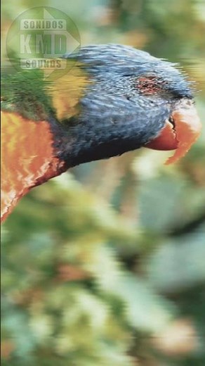 SONIDO DE LORO 🦜